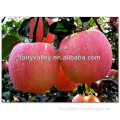 2015 Hybrid F1 High Sweet Red Apple Seeds For Sale Cultivation